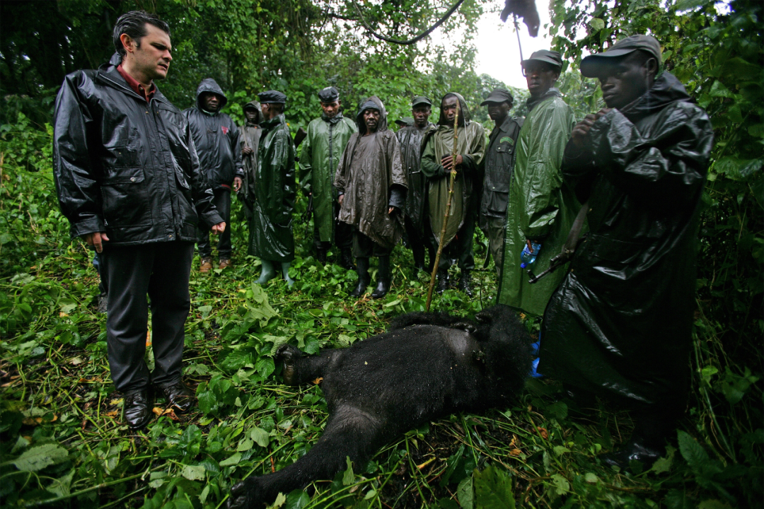 局势混乱，战火纷飞，比特币如何成为刚果国家公园的“救世主”？
