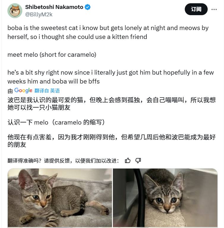 Meme热潮持续：魔性狗子 + 可爱小猫，半天之内再现千倍涨幅？